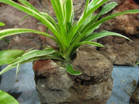 Pumice Stone Planter