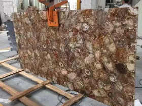 Petrified Wood Cross Cut Slab