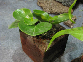 Red Lava Stone Planter