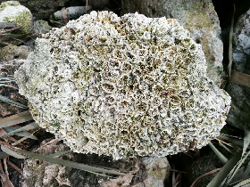 Reef Rock Aquarium Stone