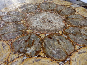 Petrified Wood Table Top