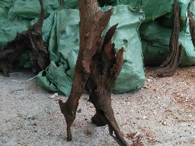 Purple Driftwood for Terrarium