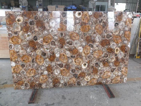 Fossil Wood Gemstone Slabs