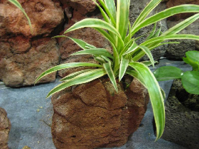 Volcanic Stone Planter